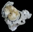 Beautiful Crystal Filled Fossil Whelk - Ruck's Pit #5531-3